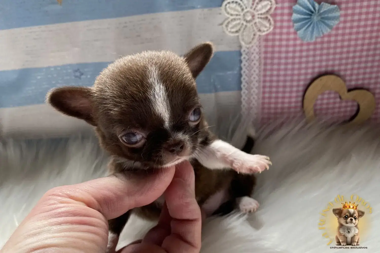 cachorro chihuahua piccolina color chocolate