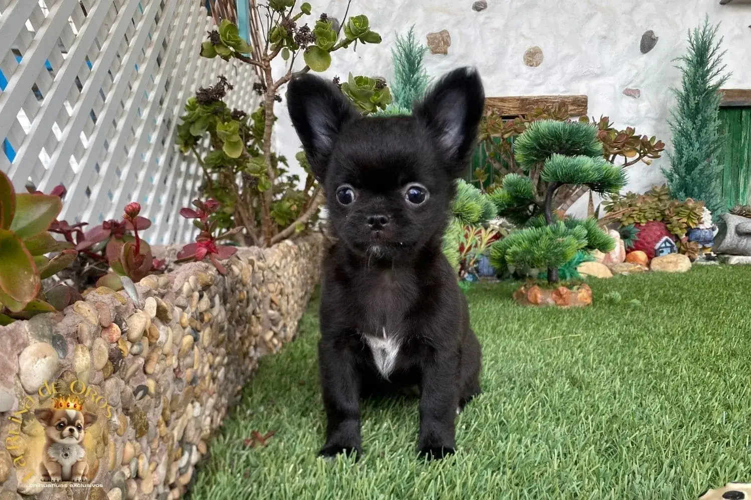 cachorro chihuahua cabeza manzana