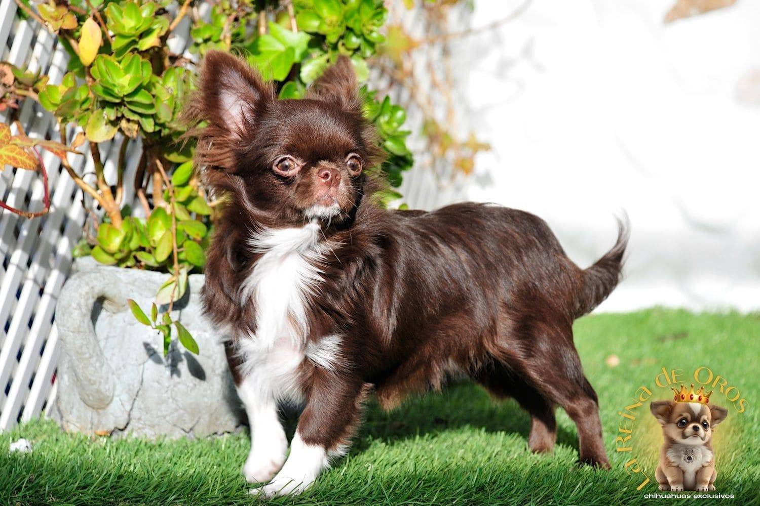 Hembra Chihuahua Adulta Astra Vitus Buklya – Color Chocolate, Pelo Largo. 14 hembra-chihuahua-adulta-astra-vitus-buklya-chihuuahuas-exclusivos