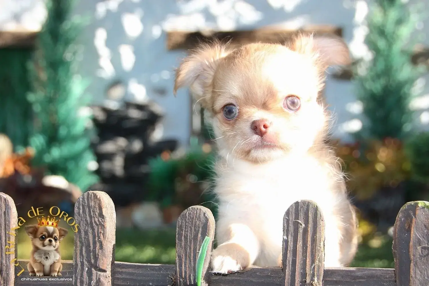 cachorro chihuahua camada 2026