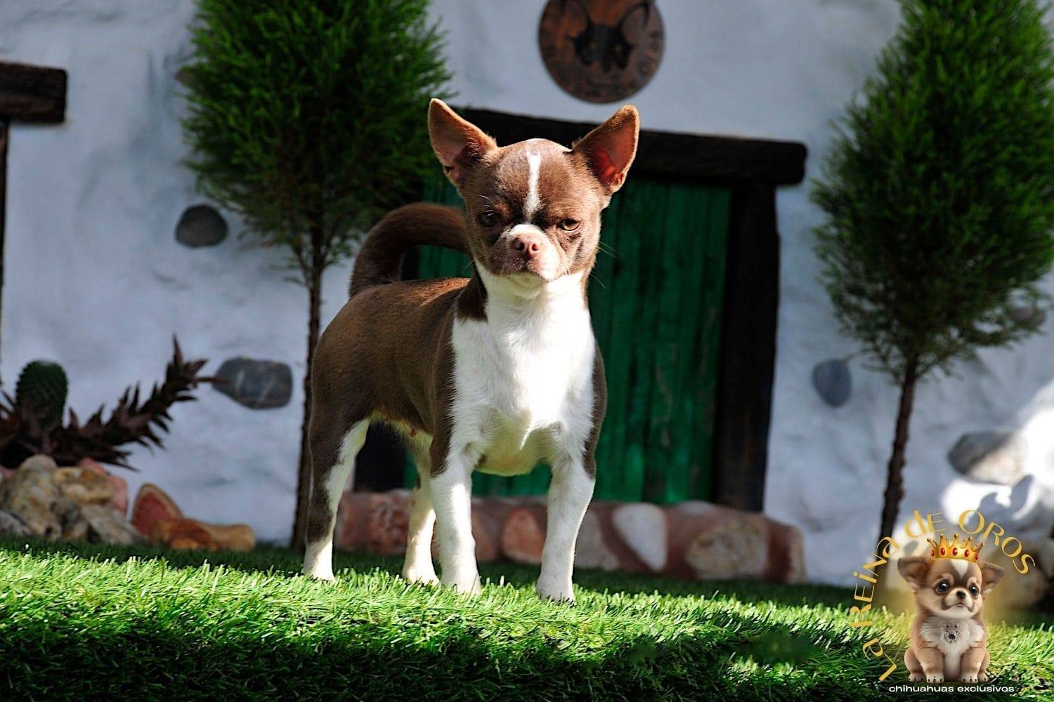 Hembra Chihuahua Adulta Tizona de La Reina de Oros 4 hembra-chihuahua-adulta-tizona-de-la-reina-de-oros-criadero