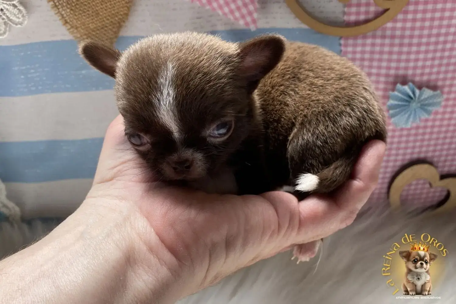 cachorro chihuahua piccolina enana tamaño mini