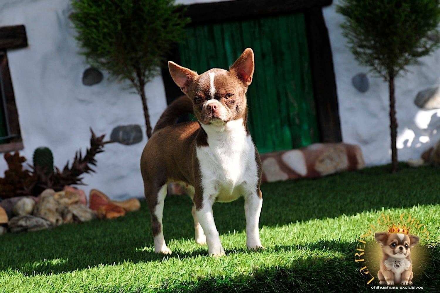 Hembra Chihuahua Adulta Tizona de La Reina de Oros 6 hembra-chihuahua-adulta-morro-corto