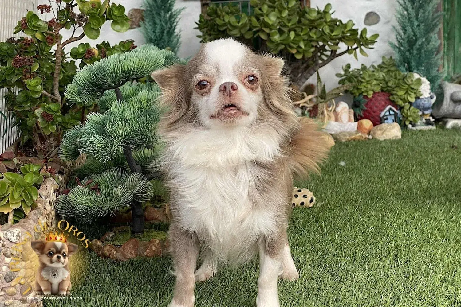 Hembras Chihuahua 21 hembra-chihuahua-adulta-color-lilac-blanco