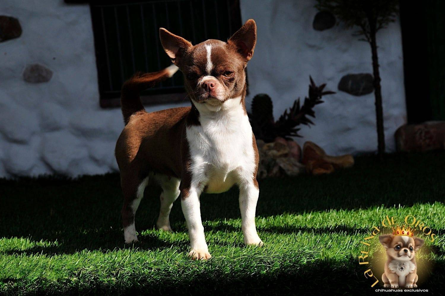 Hembra Chihuahua Adulta Tizona de La Reina de Oros 8 hembra-chihuahua-adulta-linea-rusa