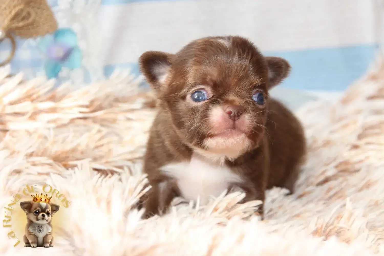 chihuahua de color chocolate