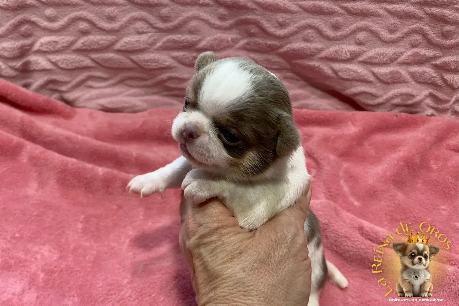 Cachorro Chihuahua Lamine de La Reina de Oros 11 cachorro-chihuahua-lamine-comprar-chihuahua