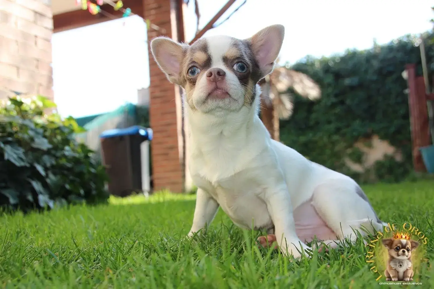 comprar cachorro chihuaua