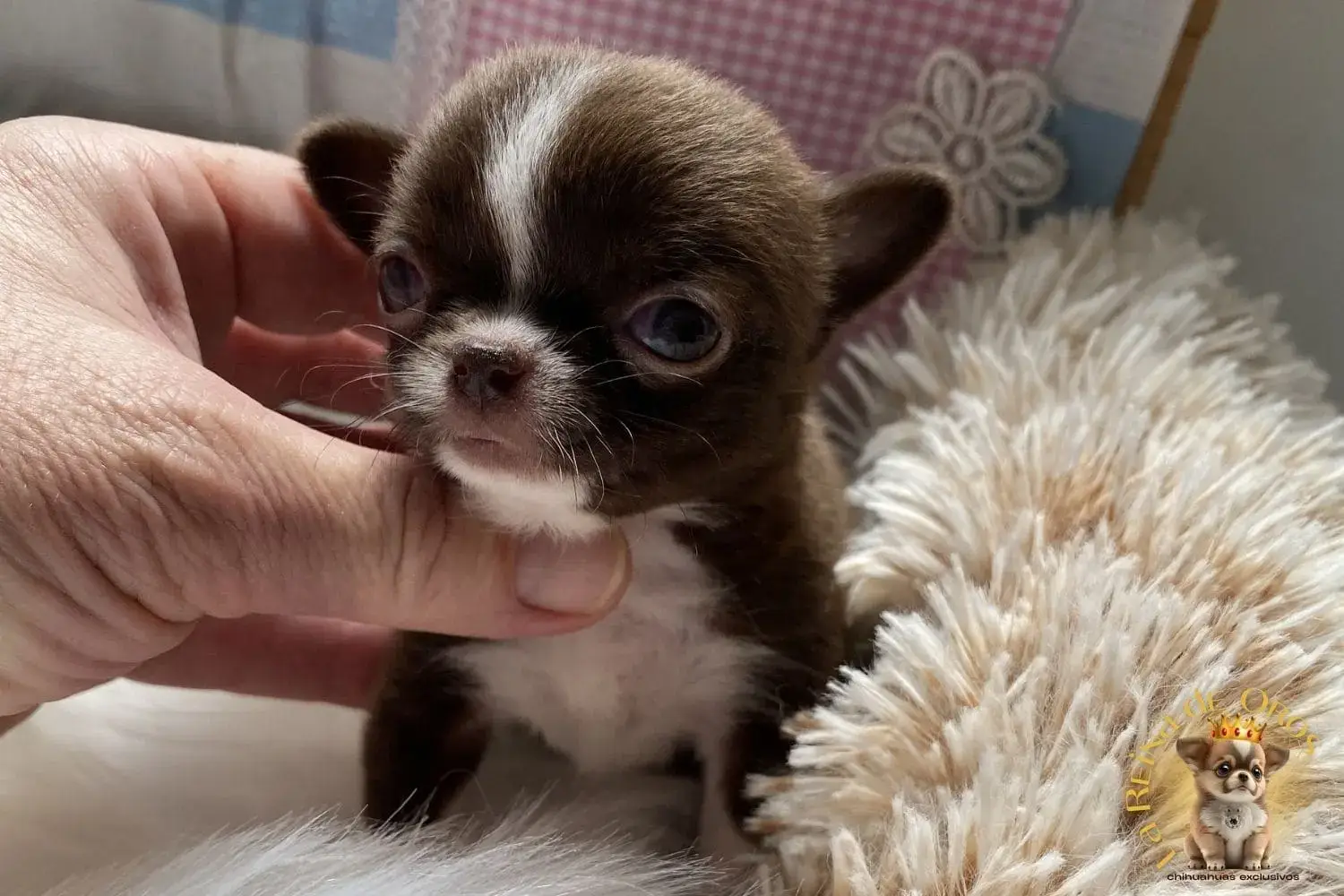 cachorro chihuahua miniatura real