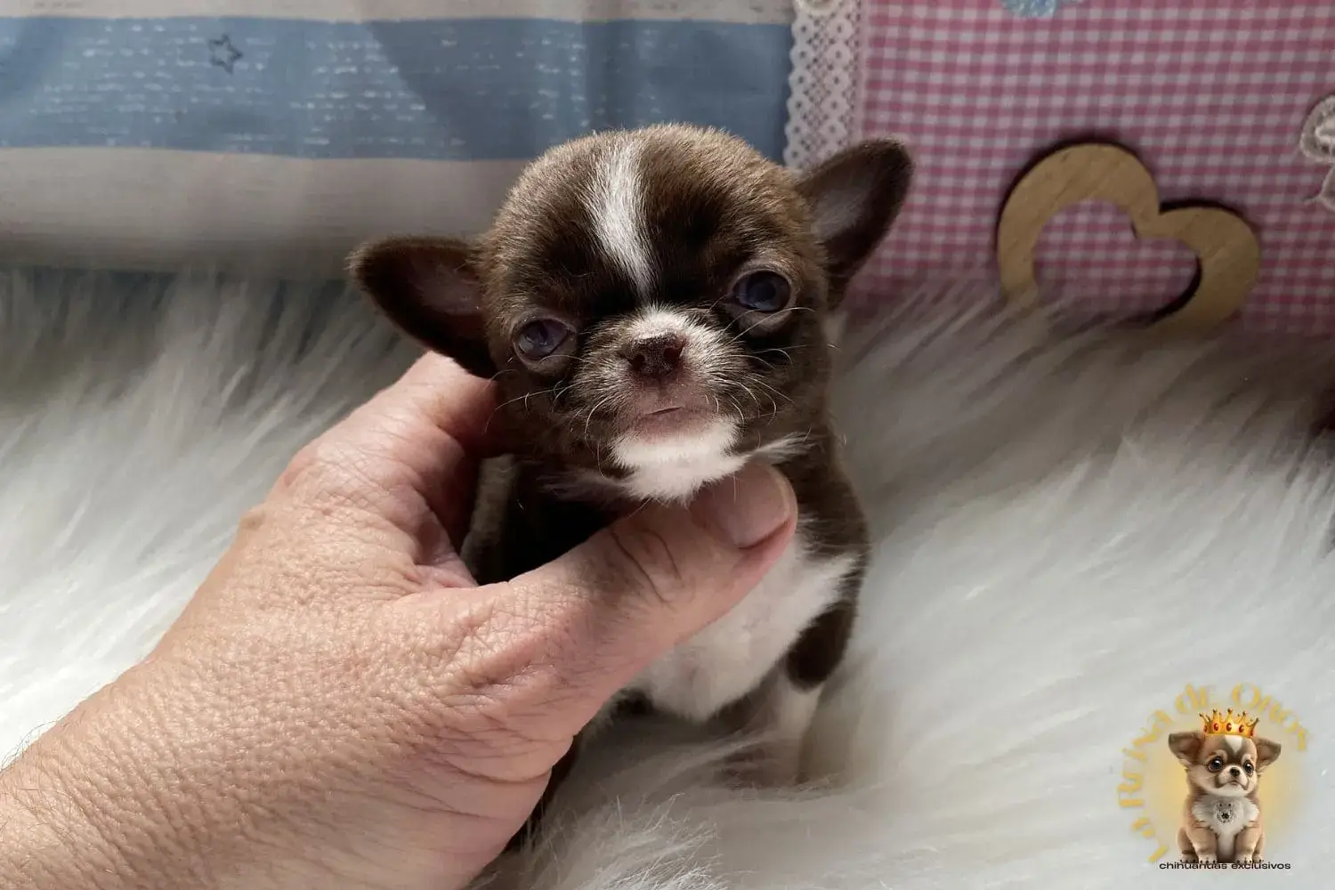 cachorro chihuahua muy pequeño hembra