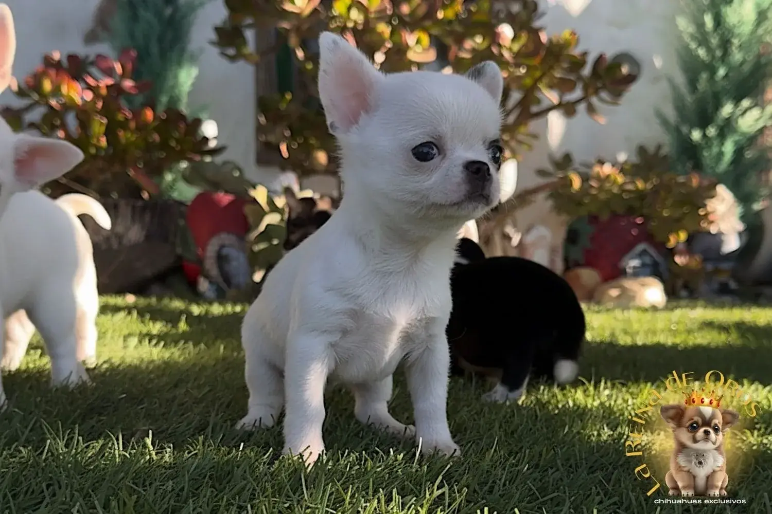 cachorro chihuahua cookie