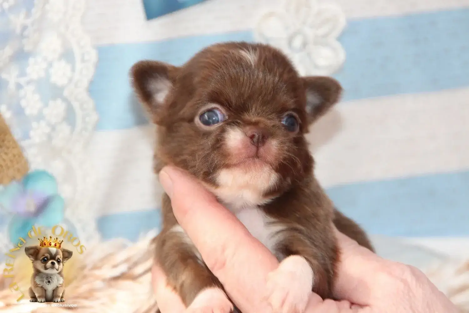 chihuahua chocolate de criadero autorizado