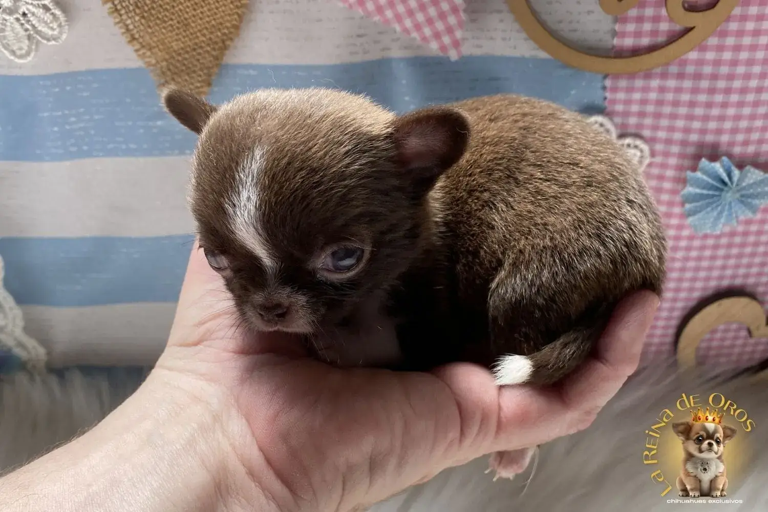 cachorro chihuahua mini