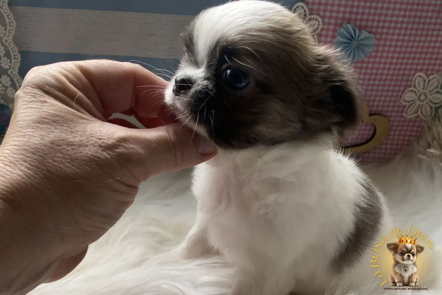 cachorro chihuahua de pelo largo