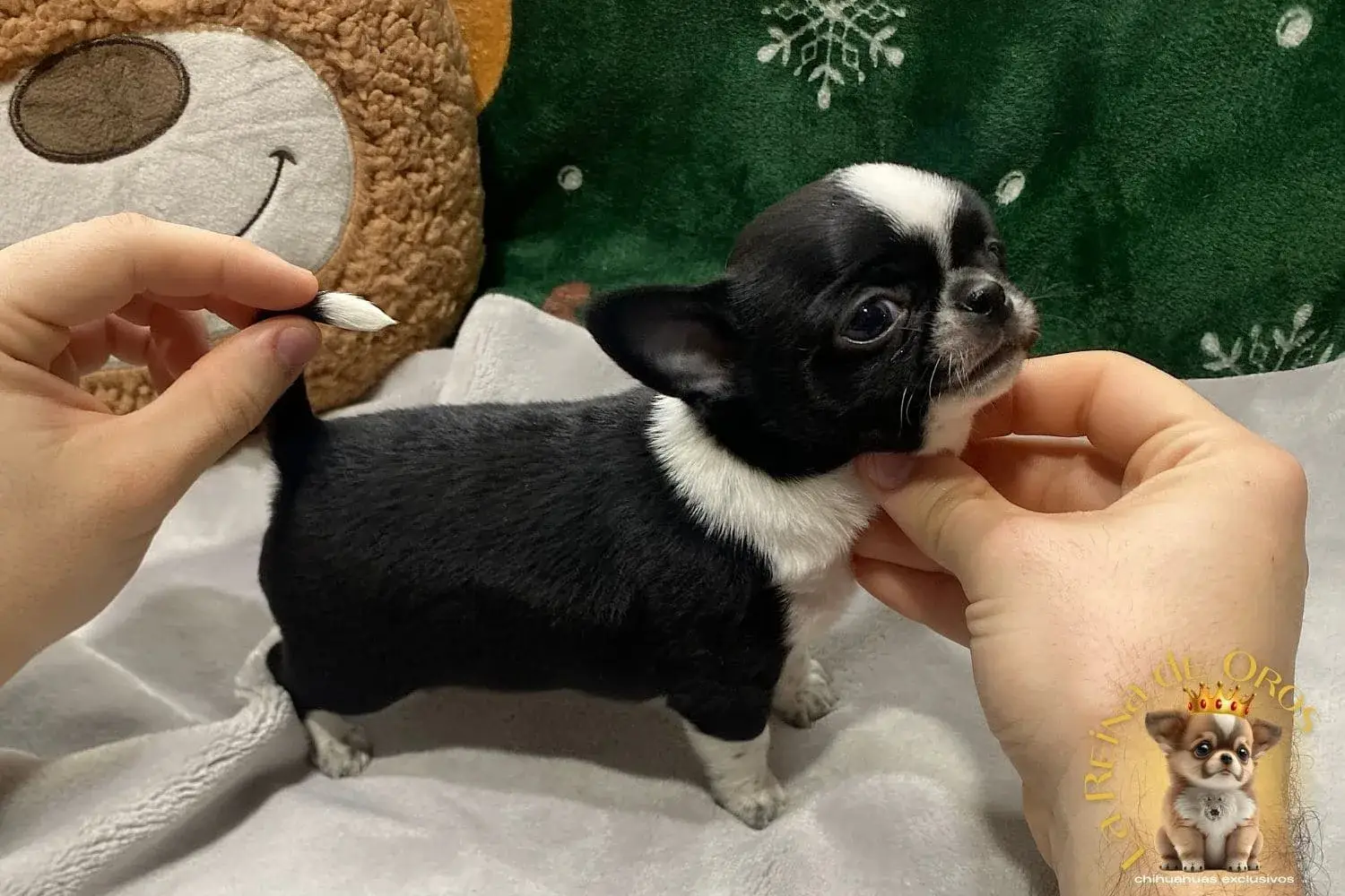 cachorro chihuahua posando