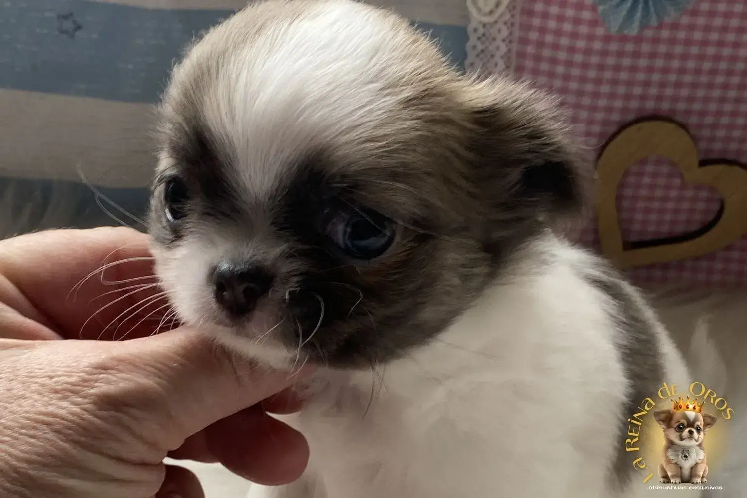 cachorro chihuahua pelusa en venta