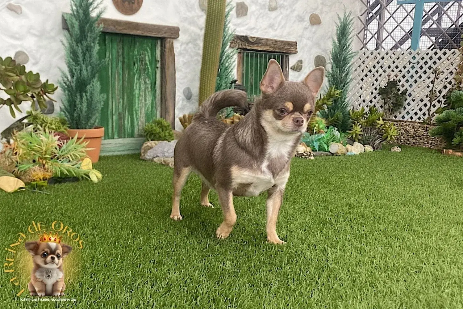 Hembra Chihuahua Adulta Tricolor Lila Sunshine 9 hembra chihuahua adulta en el jardin