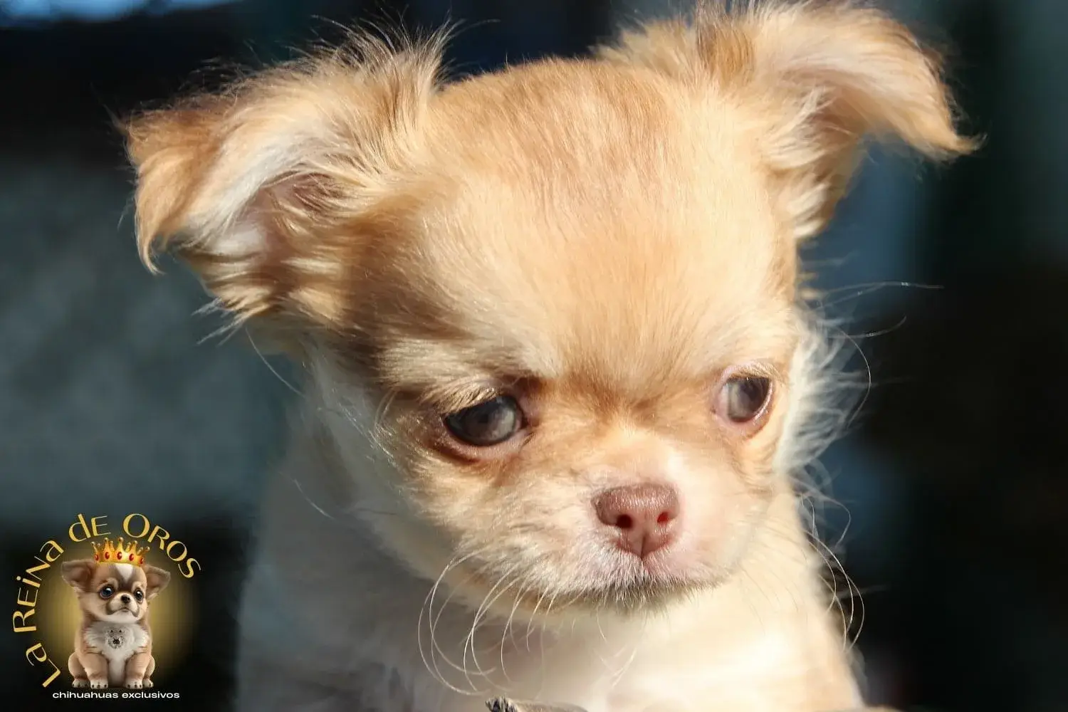 chihuahua de ojos verdes