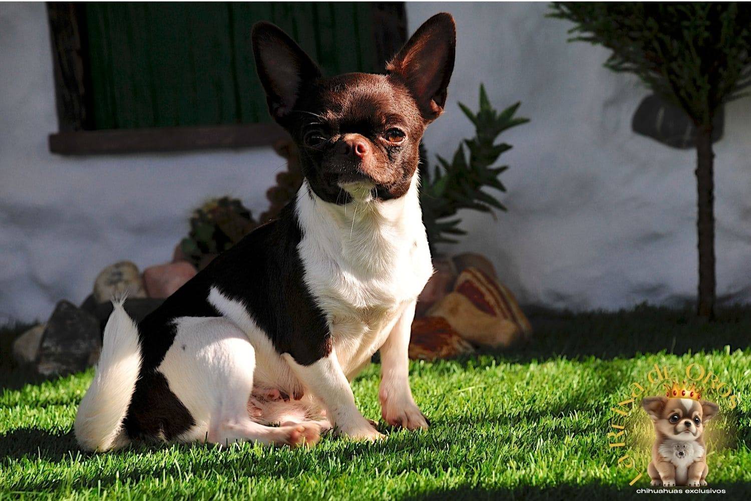 Nuestros Chihuahuas Adultos: Machos y Hembras del Criadero⭐ 5 hembra-chihuahua-adulta-shah-Litte-puppy-infiniti-linea-rusa