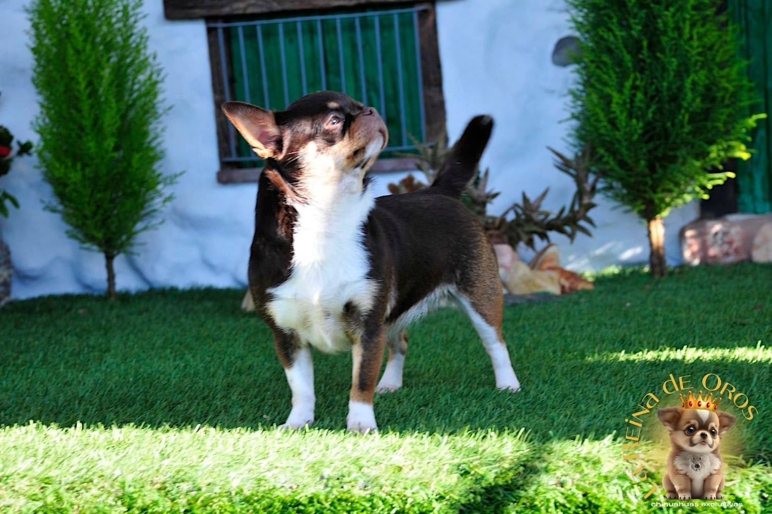 Hembra Chihuahua Adulta Chuika Joker de Can – Color Chocolate Tricolor 7 hembra-chihuahua-adulta-chuika-joker-de-can-comprar-chihuahua