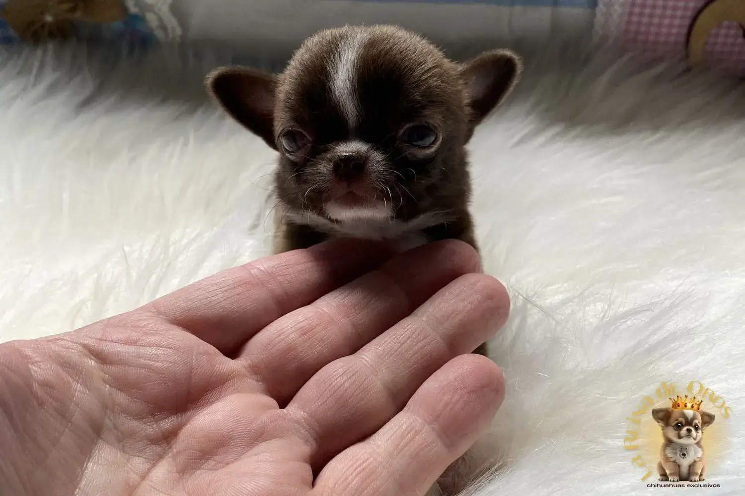 cachorro chihuahua color chocolate