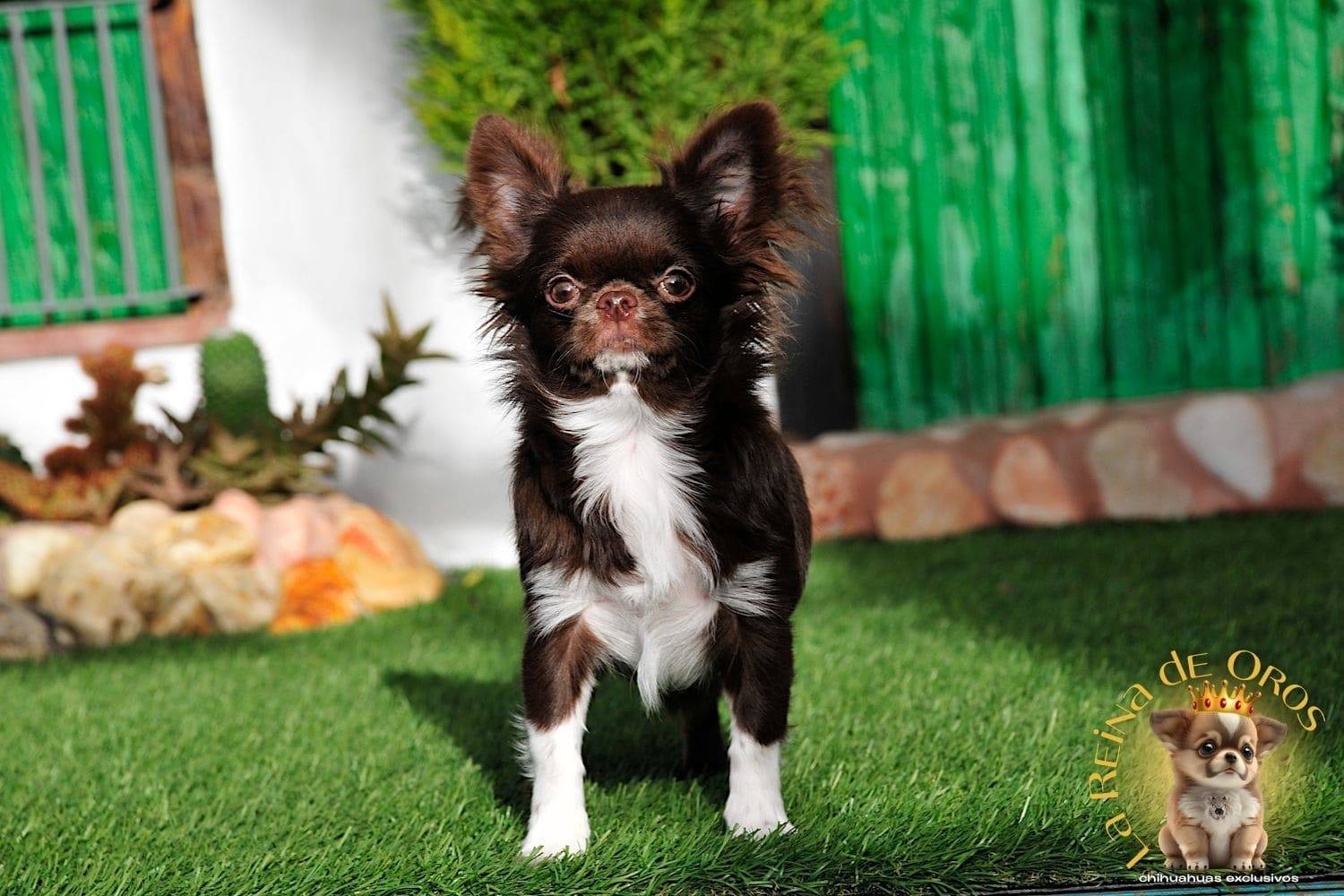 Hembra Chihuahua Adulta Astra Vitus Buklya – Color Chocolate, Pelo Largo. 6 hembra-chihuahua-adulta-astra-vitus-buklya-alta-seleccion