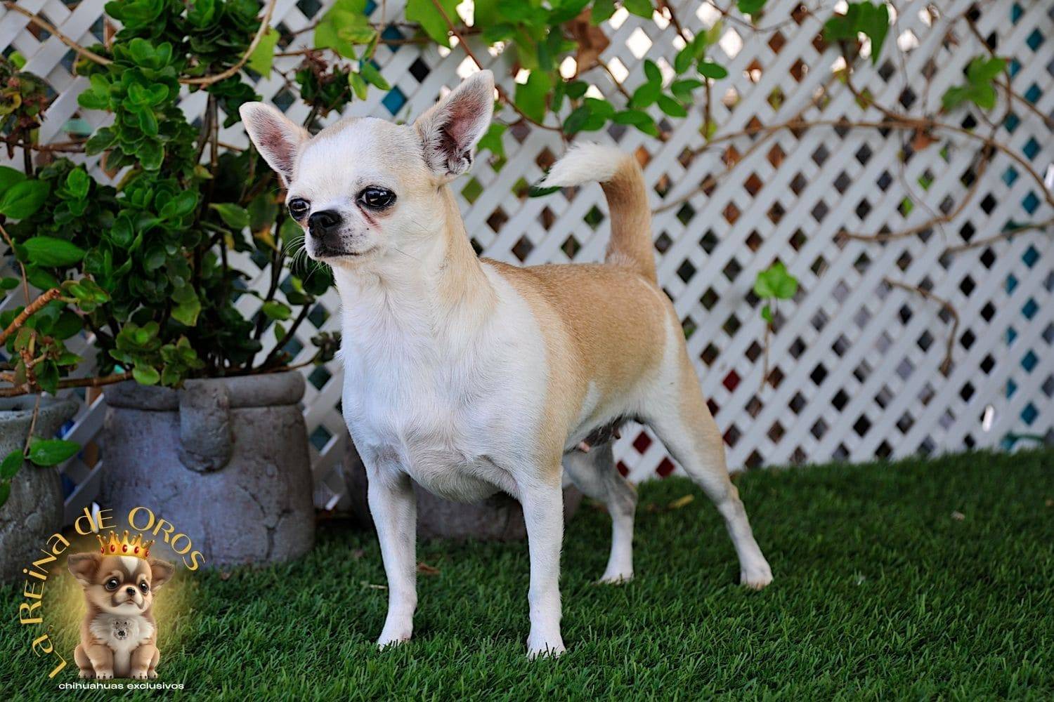 Hembra Chihuahua Adulta Holly Samedino 11 hembra-chihuahua-adulta-holly-samedino-raza-chihuahua
