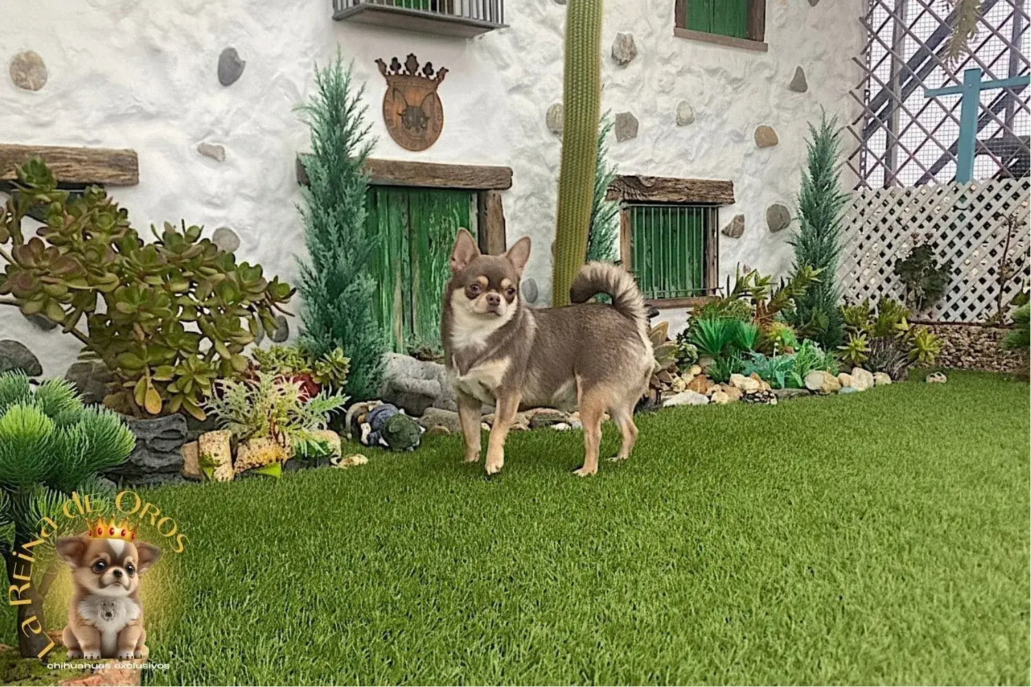 Hembra Chihuahua Adulta Tricolor Lila Sunshine 7 hembra chihuahua adulta en celo