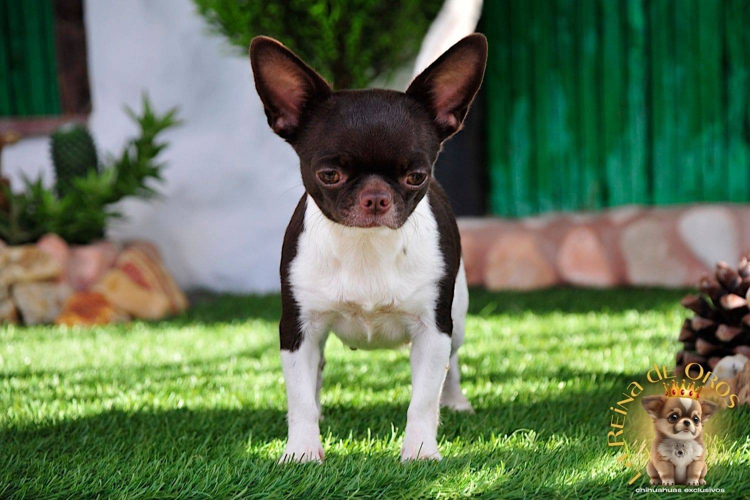 Hembra Chihuahua Adulta Shah Little Puppy Infiniti 5 hembra chihuahua adulta shah Litte puppy infiniti afijo la reina de oros