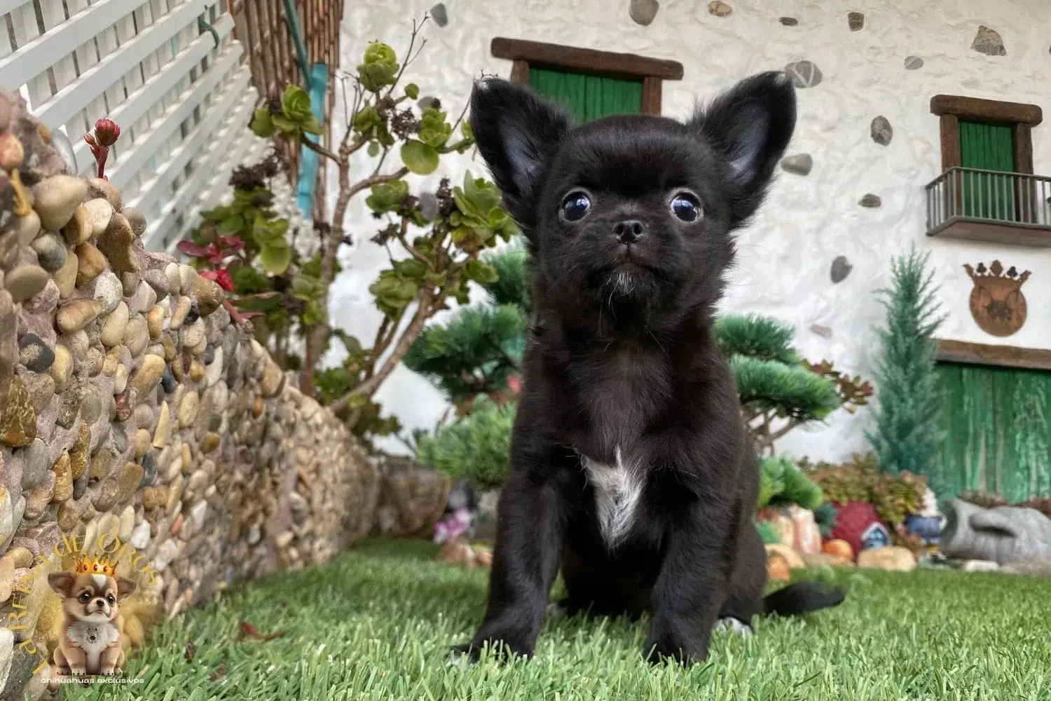 cachorro chihuahua nucleo zoologico