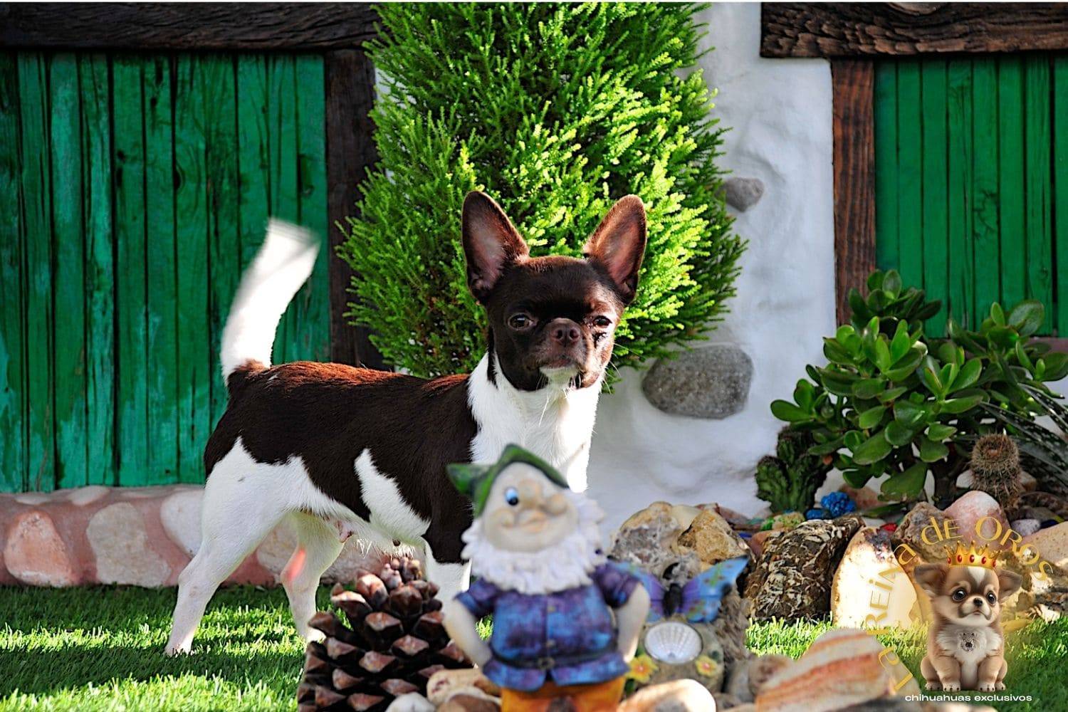 Hembra Chihuahua Adulta Shah Little Puppy Infiniti 13 hembra chihuahua adulta shah Litte puppy infiniti nucleo zoologico