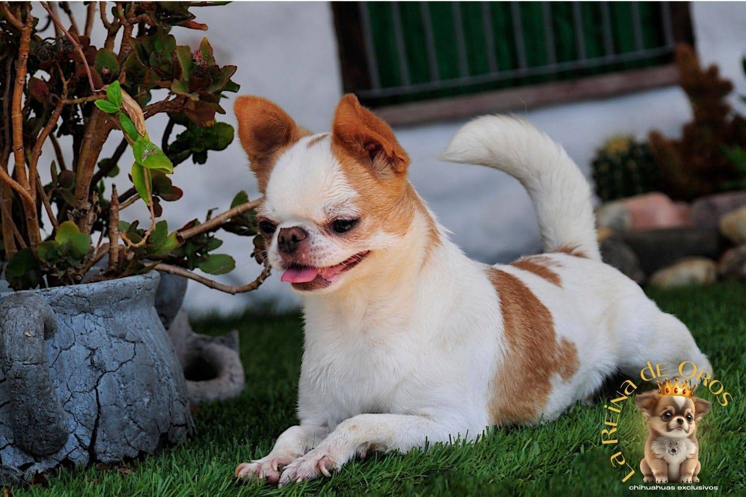 Hembra Chihuahua Adulta Perky end Kyurias Iz Tvoy Metchy 5 hembra-chihuahua-adulta-perki-endkiurias-iz tvoey-mechty-pura-raza