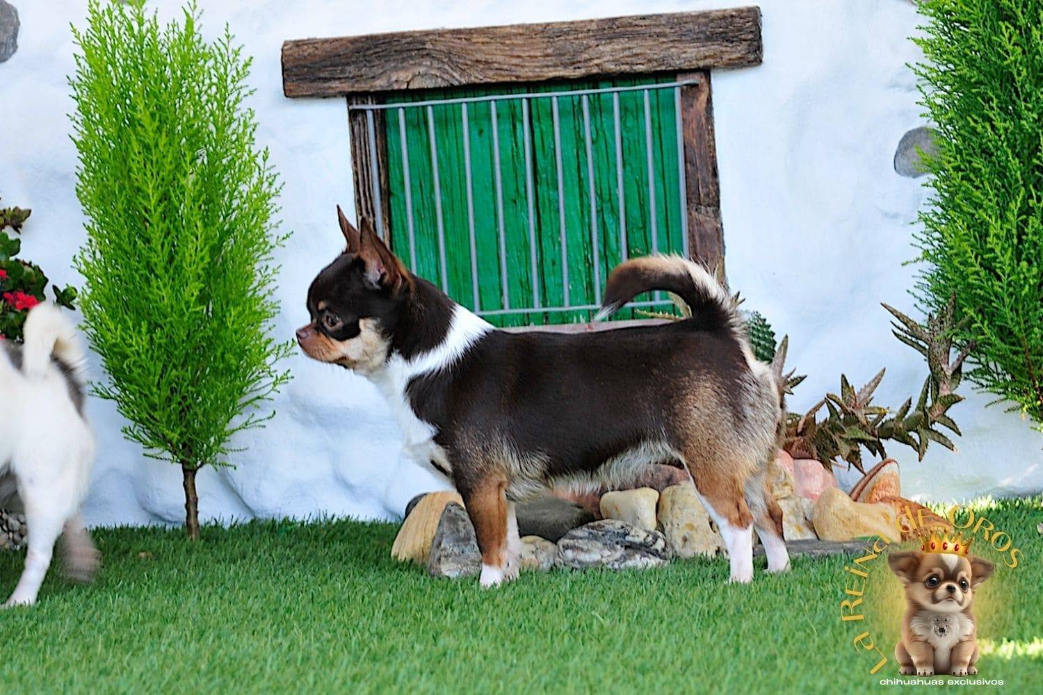 Hembra Chihuahua Adulta Chuika Joker de Can – Color Chocolate Tricolor 6 hembra-chihuahua-adulta-chuika-joker-de-can-chihuahuas-minis