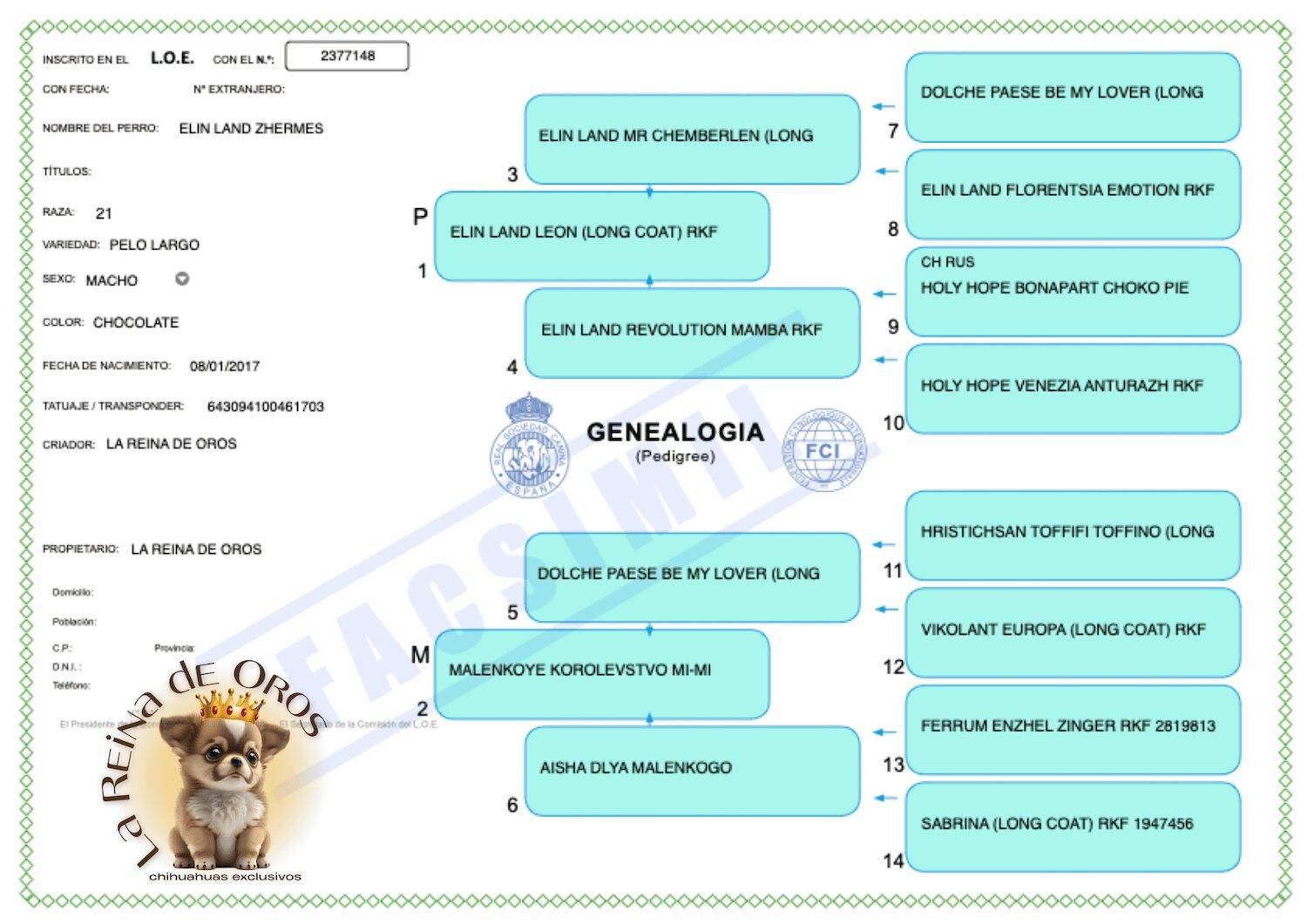 Macho Chihuahua Adulto de Pelo Largo Chocolate Eli Land Zhermes 4 pedigree-macho-chihuahua-elin-land-zhermes