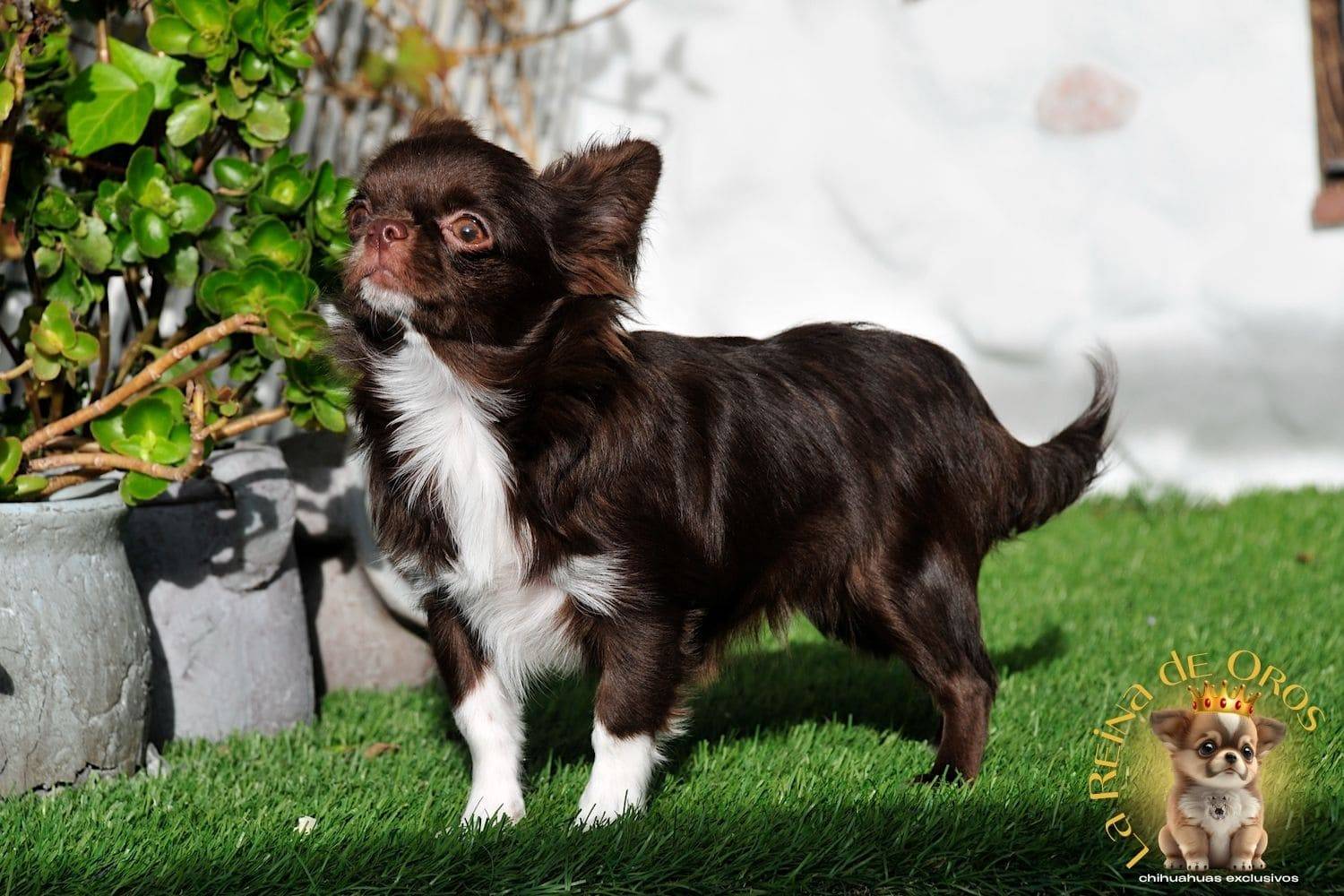 Hembra Chihuahua Adulta Astra Vitus Buklya – Color Chocolate, Pelo Largo. 11 hembra-chihuahua-adulta-astra-vitus-buklya-linea-rusa