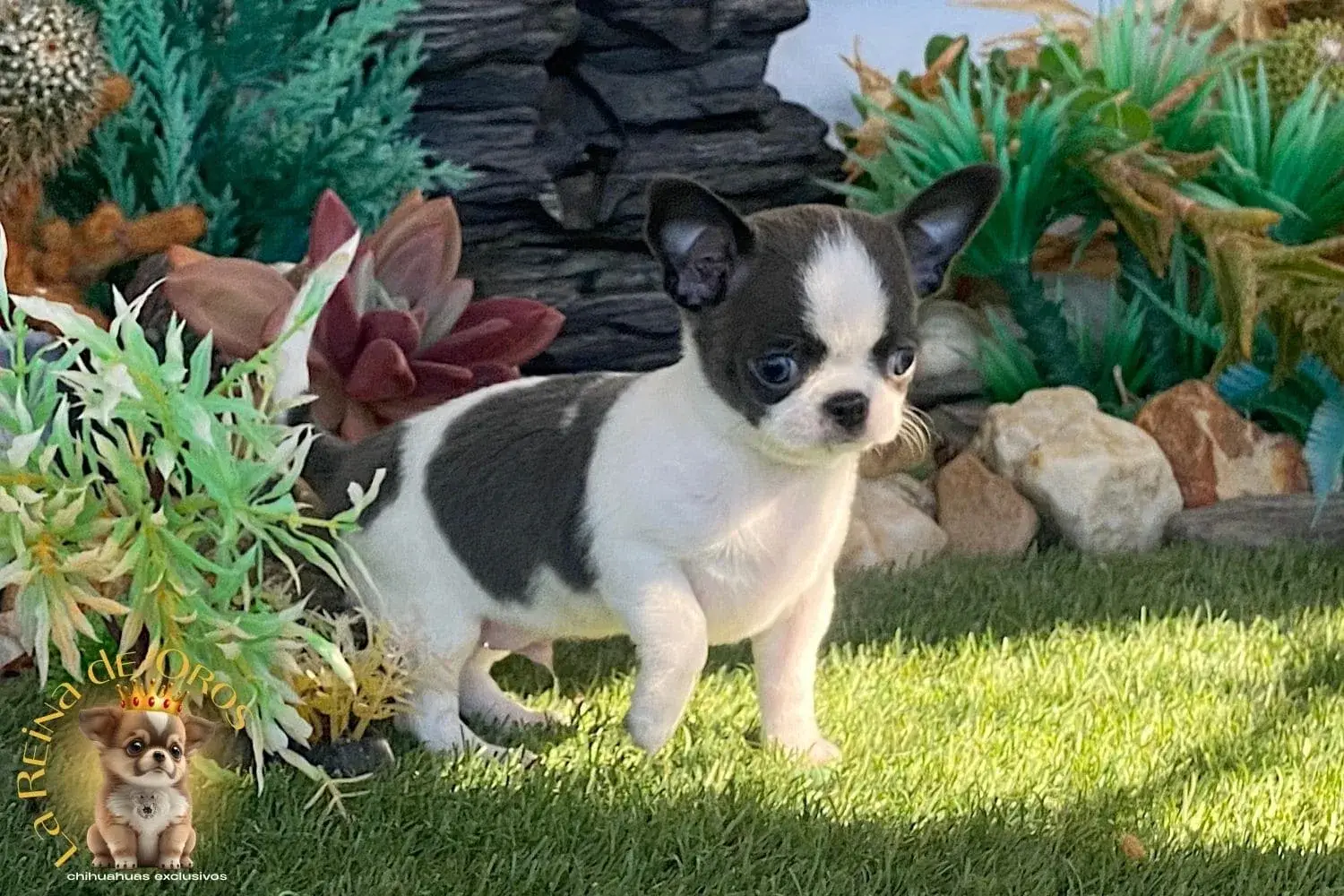 cachorro chihuahua menino cabeza de manzana