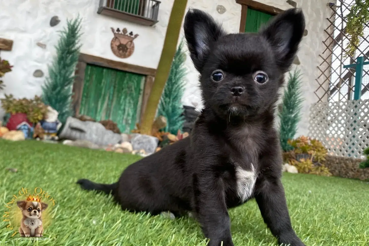 cachorro chihuahua negra blanca