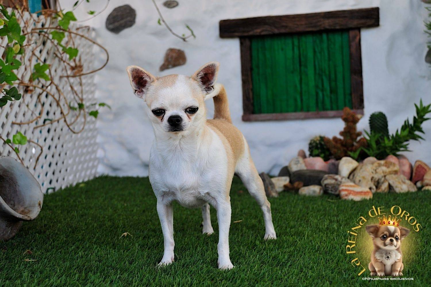 Hembra Chihuahua Adulta Holly Samedino 8 hembra-chihuahua-adulta-holly-samedino-buen-caracter