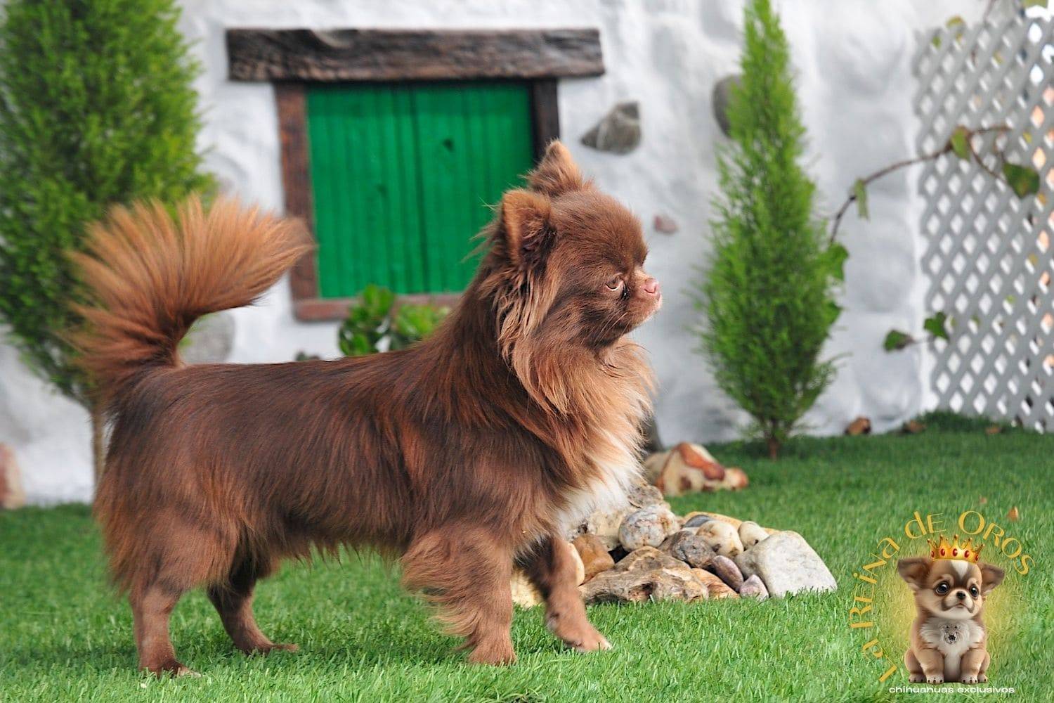 Nuestros Chihuahuas Adultos: Machos y Hembras del Criadero⭐ 18 macho-chihuahua-adulto-elin-land-zhermes-exclusivo