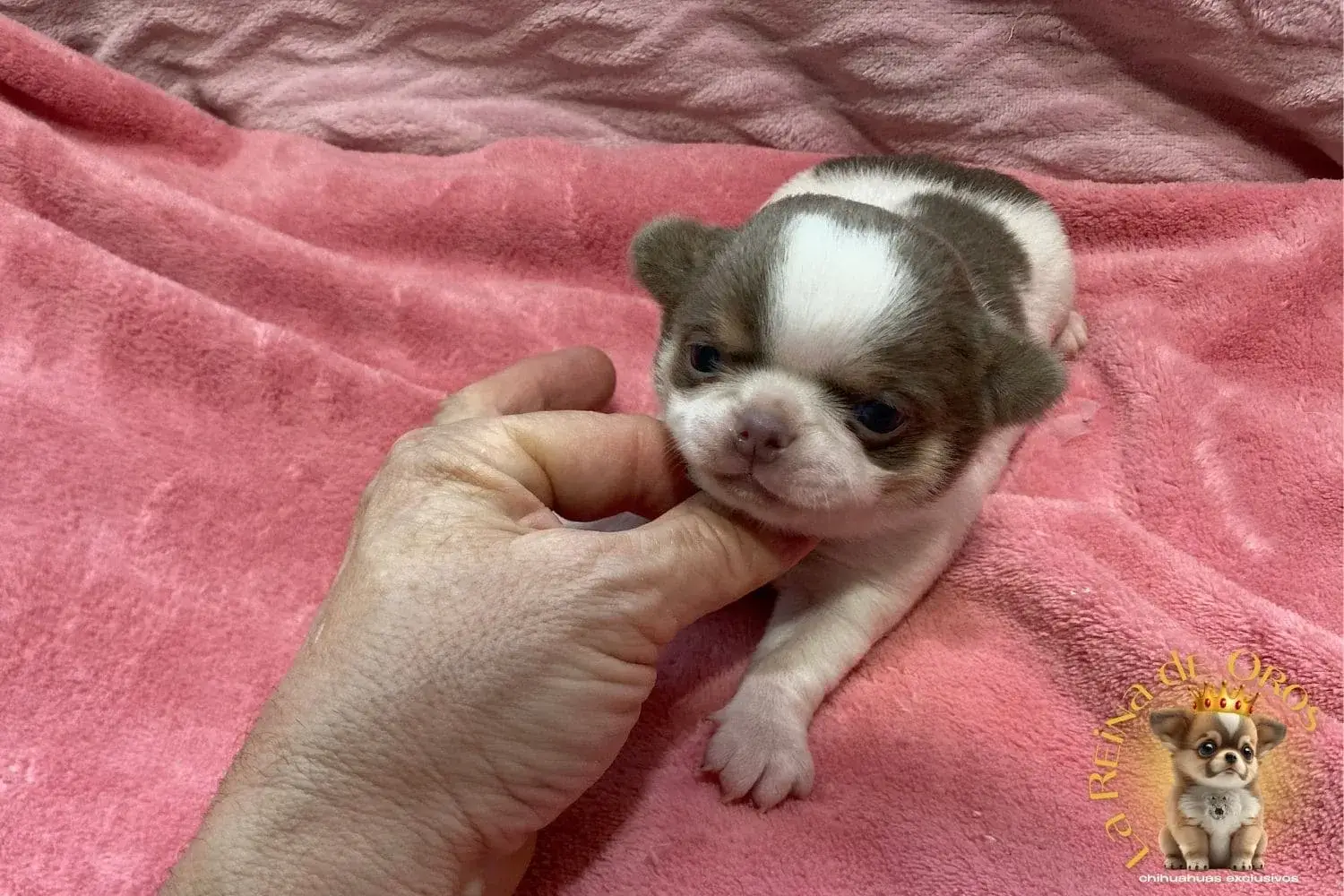 Cachorro Chihuahua Lamine de La Reina de Oros 10 cachorro-chihuahua-lamine-criadero