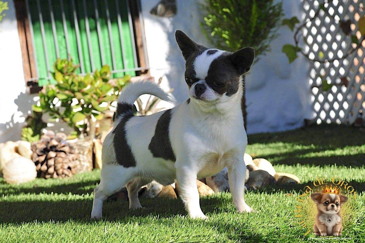 Nuestros Chihuahuas Adultos: Machos y Hembras del Criadero⭐ 17 macho-chihuahua-dark-mirey-iz-tvoey-mechty