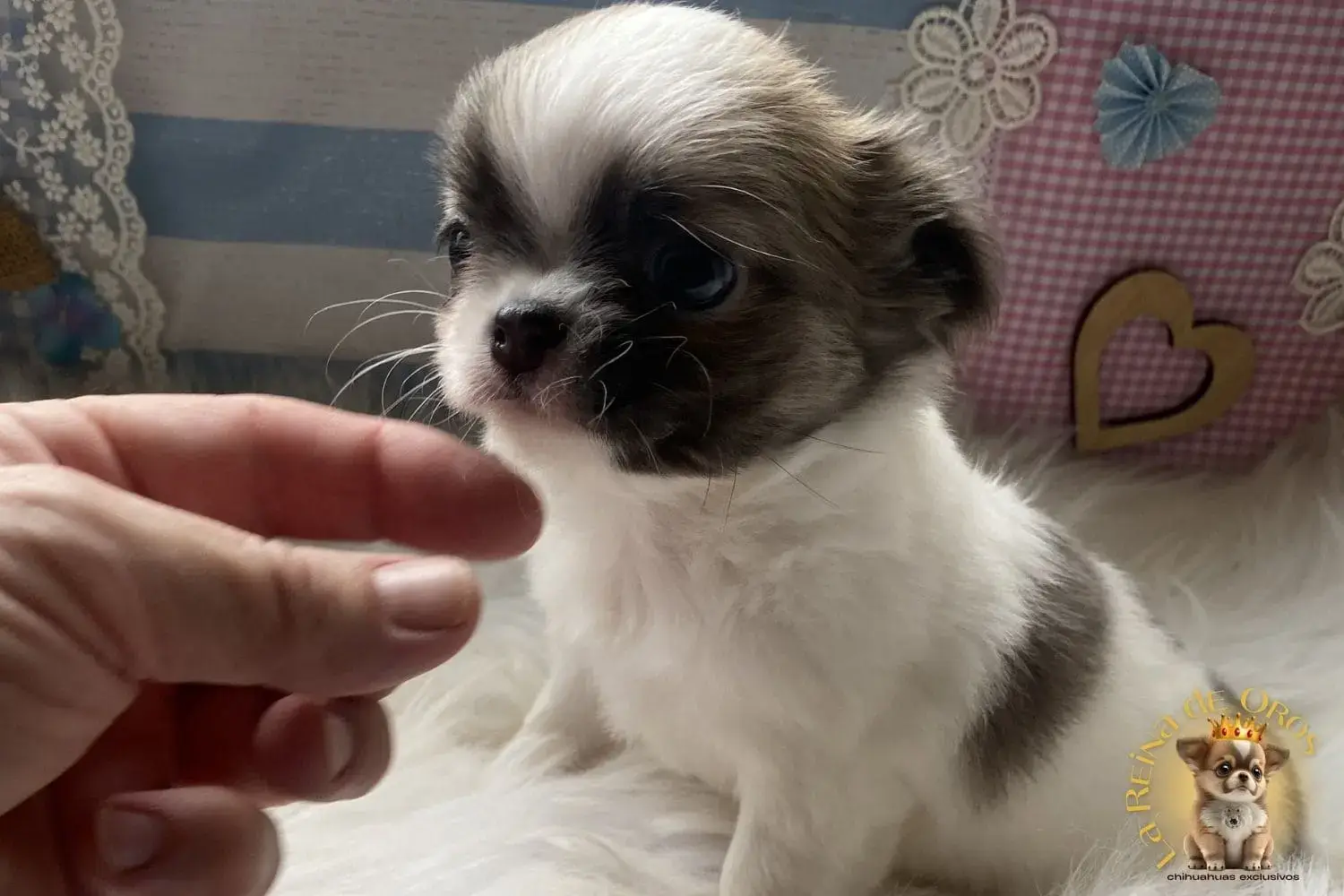 cachorro chihuahua pelusa mini