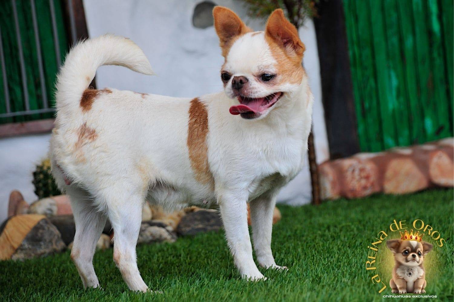 Hembra Chihuahua Adulta Perky end Kyurias Iz Tvoy Metchy 12 hembra-chihuahua-adulta-perki-endkiurias-iz tvoey-mechty-chatita