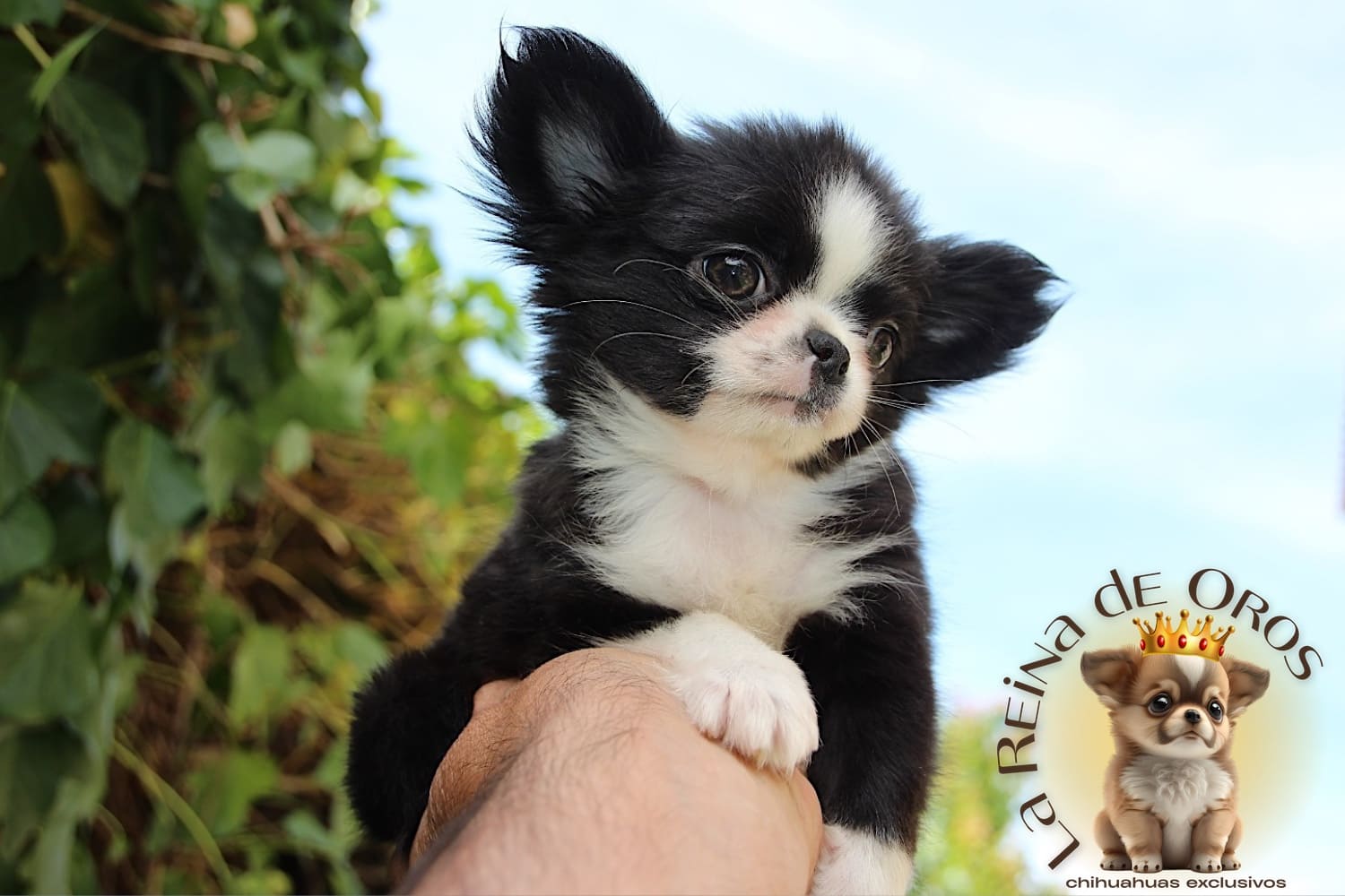 Comprar chihuahua