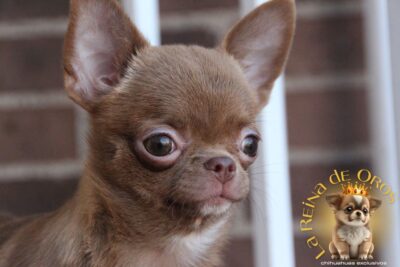 comprar perro chihuahua