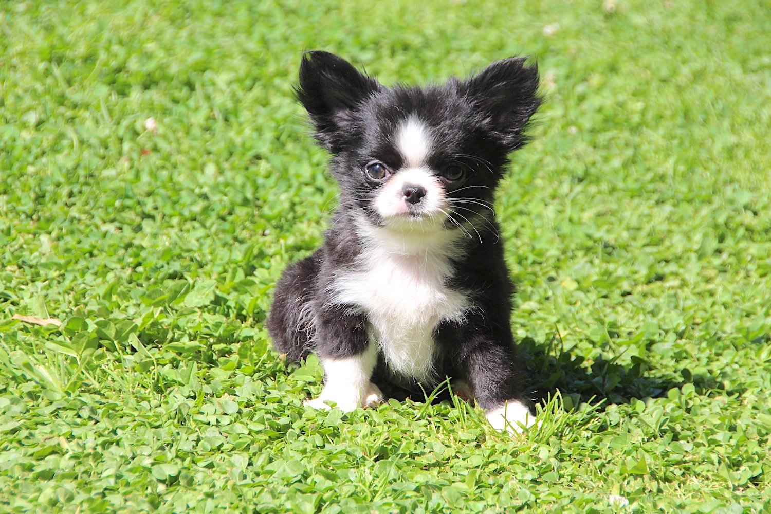 Pompom Hover