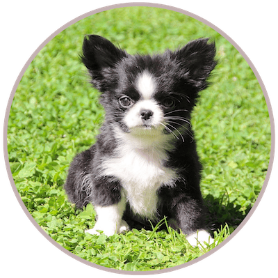 cachorro chihuahua pompom