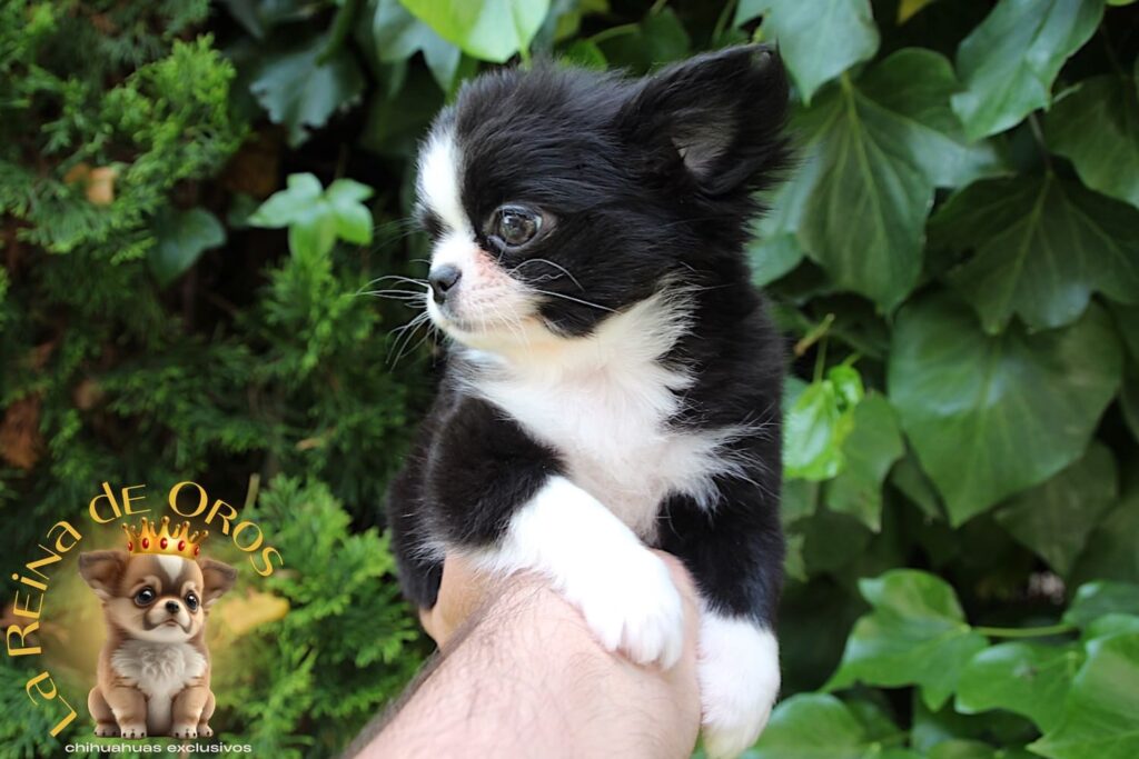 cachorros chihuahua en venta