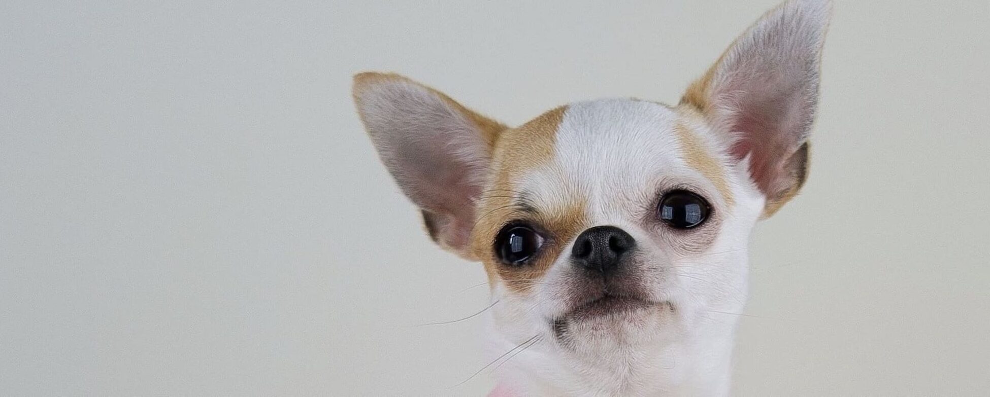 criadero chihuahuas spain e1751379113583
