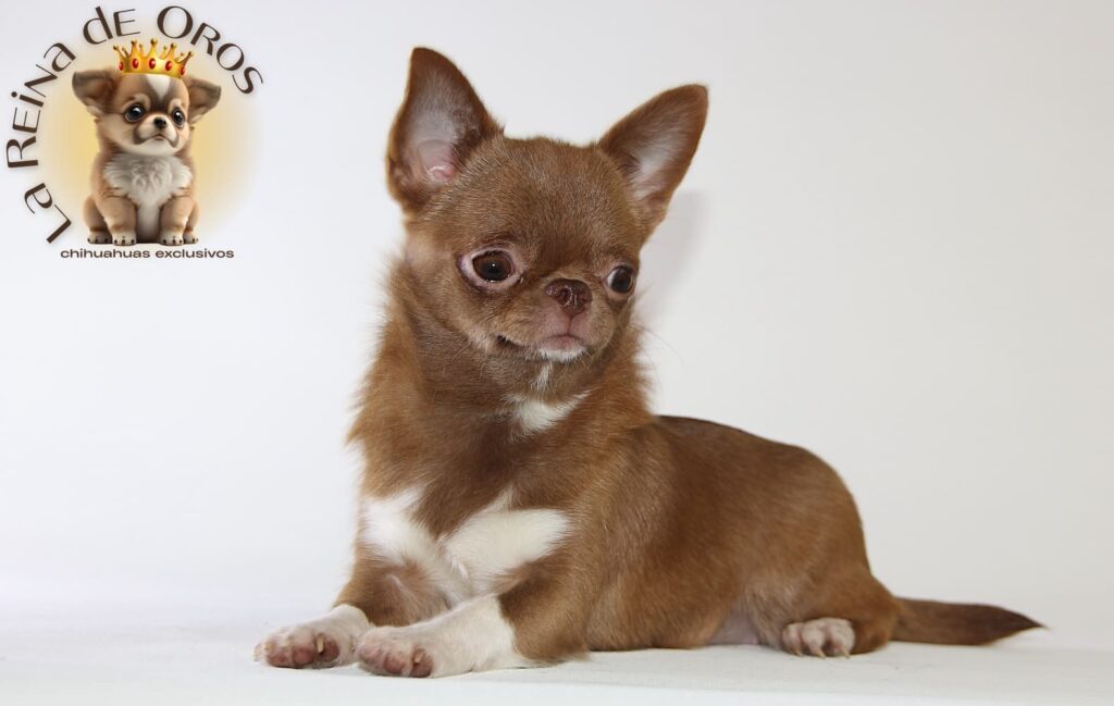 criadero-perros-chihuahua
